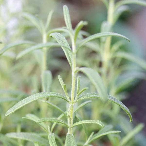 Organic Rosemary Live Plant - Well-Rooted Plug - Fragrant Herb for Culinary & Garden - Image 10