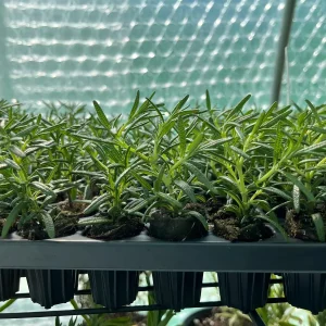 Organic Rosemary Live Plant - Well-Rooted Plug - Fragrant Herb for Culinary & Garden - Image 2