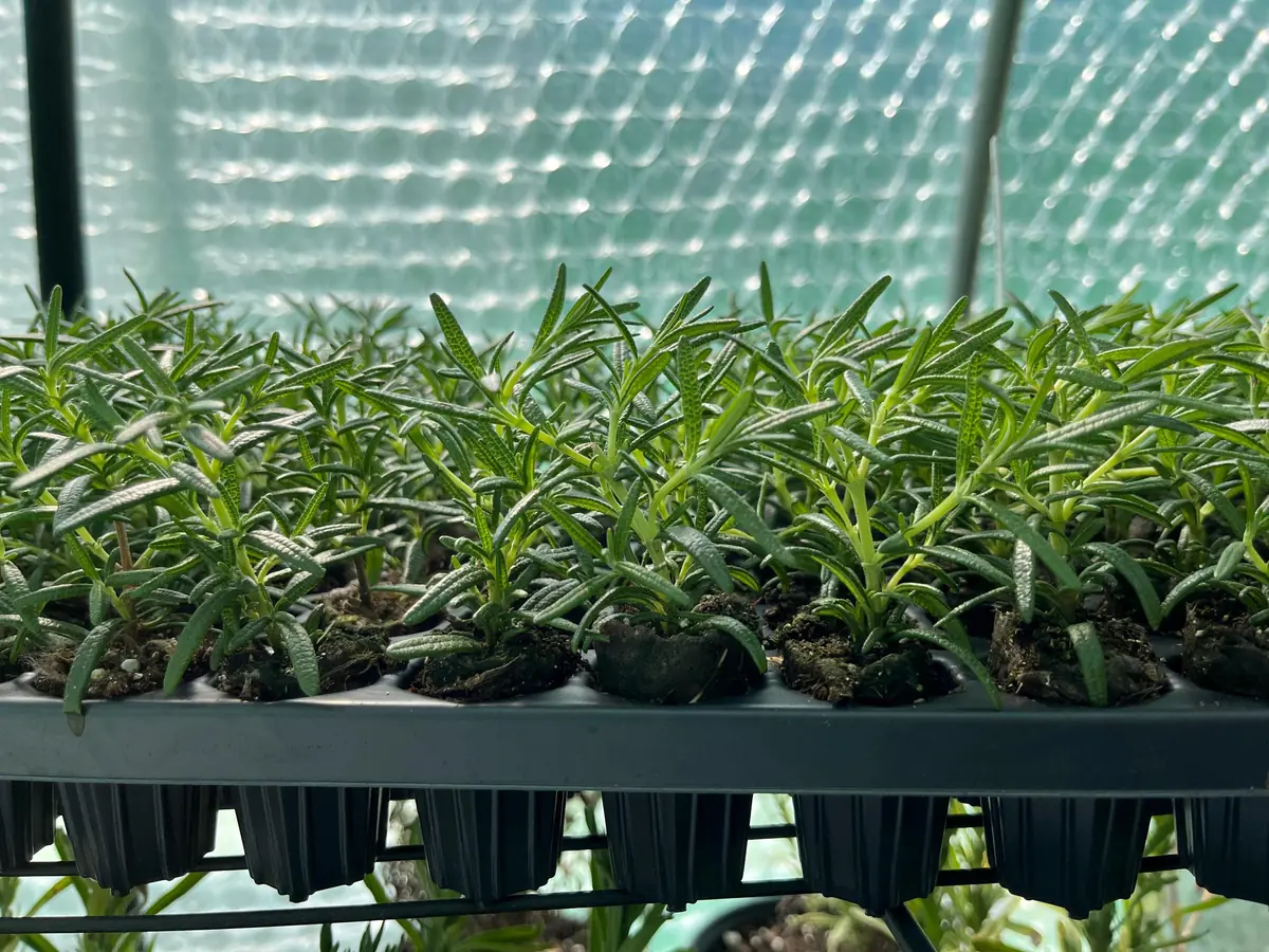 Organic Rosemary Live Plant - Well-Rooted Plug - Fragrant Herb for Culinary & Garden - Image 2