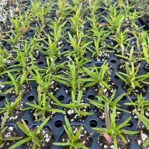 Organic Rosemary Live Plant - Well-Rooted Plug - Fragrant Herb for Culinary & Garden - Image 4