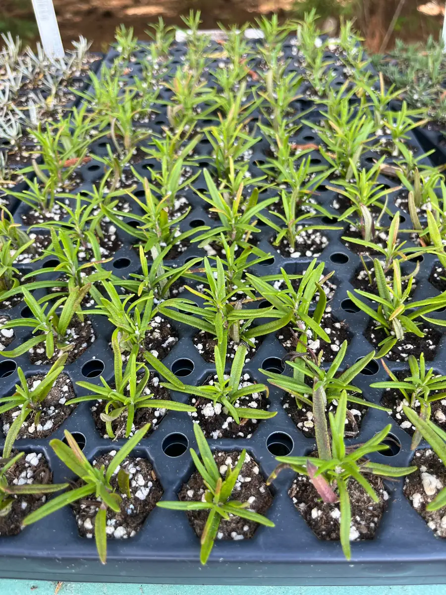 Organic Rosemary Live Plant - Well-Rooted Plug - Fragrant Herb for Culinary & Garden - Image 4