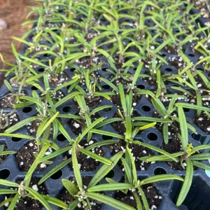 Organic Rosemary Live Plant - Well-Rooted Plug - Fragrant Herb for Culinary & Garden - Image 6