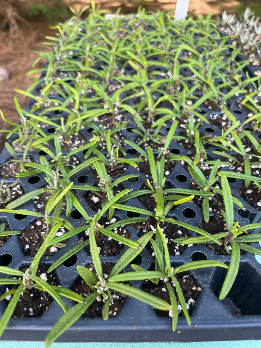 Organic Rosemary Live Plant - Well-Rooted Plug - Fragrant Herb for Culinary & Garden - Image 6