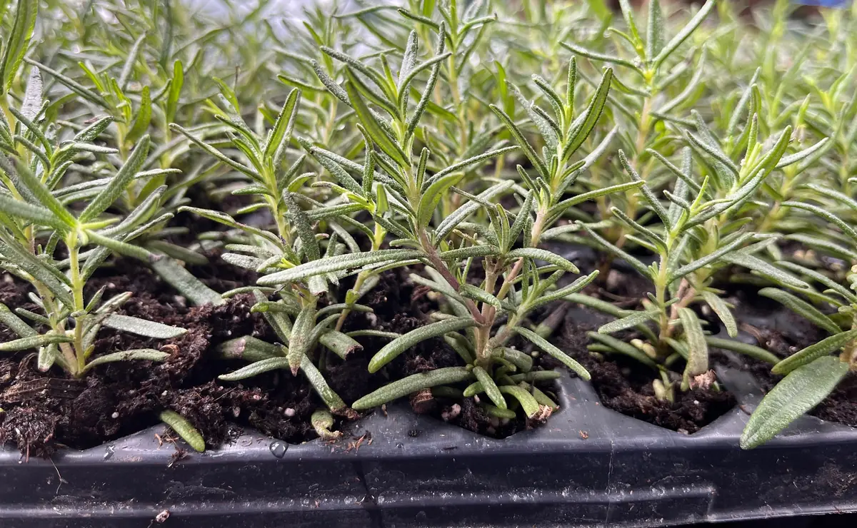 Organic Rosemary Live Plant - Well-Rooted Plug - Fragrant Herb for Culinary & Garden - Image 7