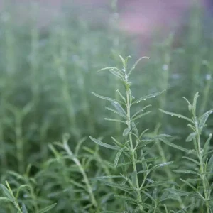Organic Rosemary Live Plant - Well-Rooted Plug - Fragrant Herb for Culinary & Garden - Image 8