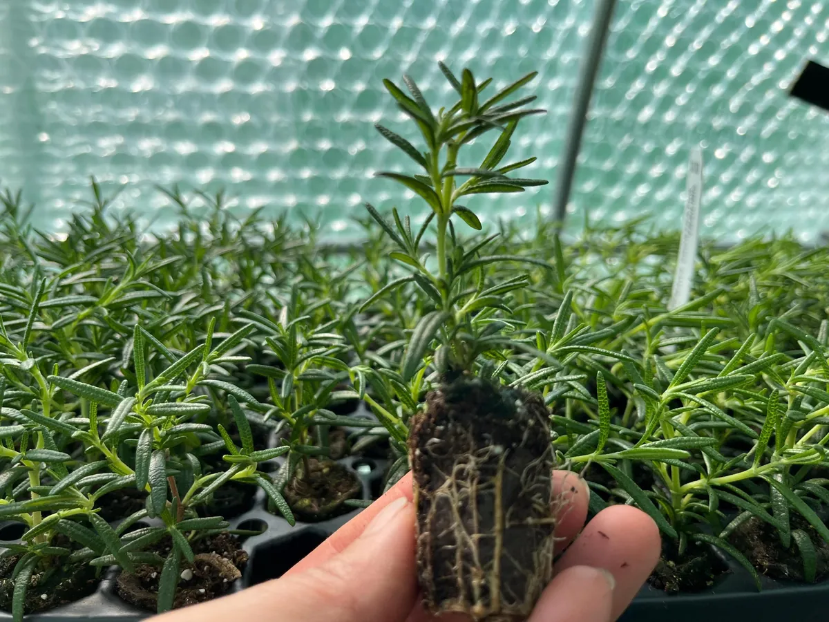 Organic Rosemary Live Plant - Well-Rooted Plug - Fragrant Herb for Culinary & Garden - Image 1