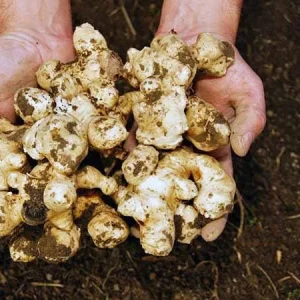 Organic Stampede Jerusalem Artichoke Tubers - Early Maturing Sunchokes - Image 2