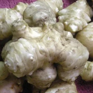 Organic Stampede Jerusalem Artichoke Tubers - Early Maturing Sunchokes - Image 3