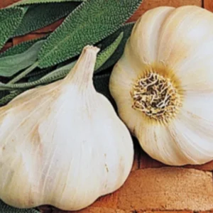 Organic Transylvanian Vampire Softneck Garlic Bulbs for Planting - 2 XL Bulbs - Image 7