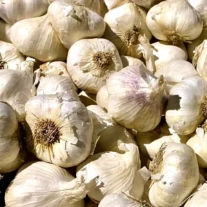 Organic Transylvanian Vampire Softneck Garlic Bulbs for Planting - 2 XL Bulbs - Image 9