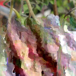 Organic True Potato Seeds - 50 Count Purple, Red, Yellow Color Mix - Vegetable Seeds - Image 4