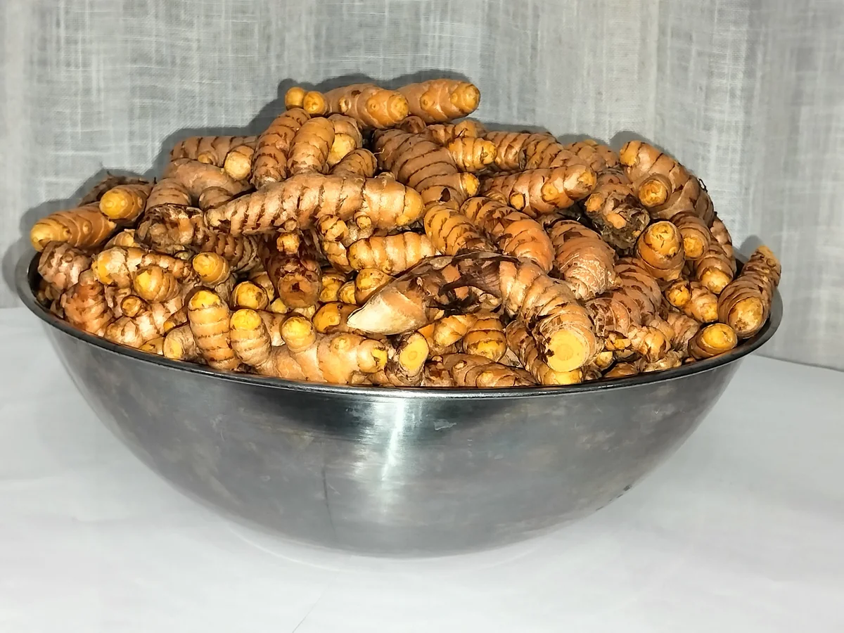 Organic Turmeric Rhizomes - Curcuma longa Roots for Planting & Culinary Use, 1-50 lbs - Image 2