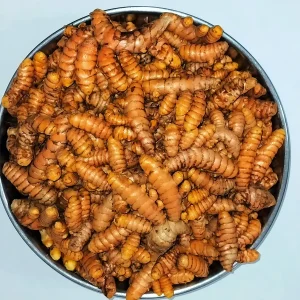 Organic Turmeric Rhizomes - Curcuma longa Roots for Planting & Culinary Use, 1-50 lbs - Image 3