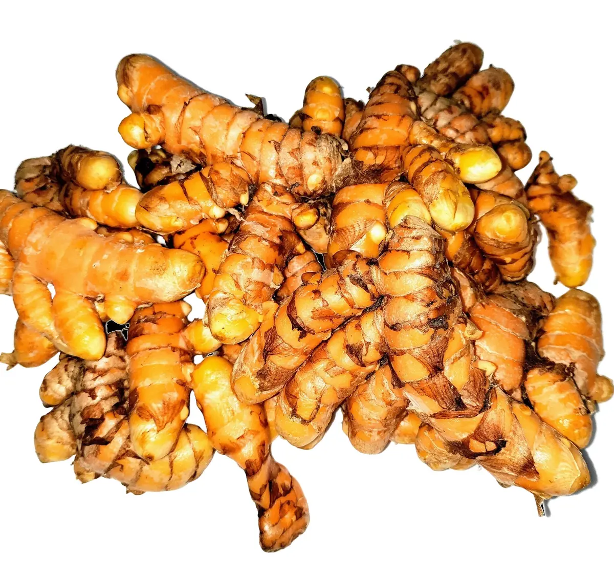 Organic Turmeric Rhizomes - Curcuma longa Roots for Planting & Culinary Use, 1-50 lbs - Image 6