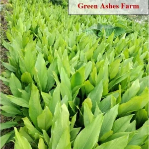 Organic Turmeric Rhizomes - Curcuma longa Roots for Planting & Culinary Use, 1-50 lbs - Image 8