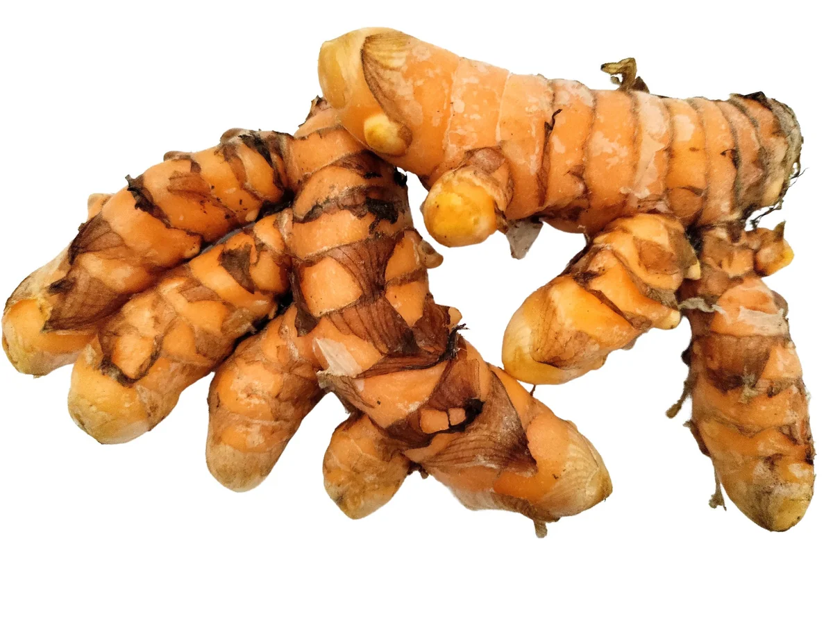 Organic Turmeric Rhizomes - Curcuma longa Roots for Planting & Culinary Use, 1-50 lbs - Image 1