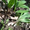 Organic Wild Ramps Bulbs - Allium tricoccum Bare Root Plants for Foraging - Image 1
