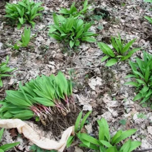 Organic Wild Ramps Bulbs - Allium tricoccum Bare Root Plants for Foraging - Image 3