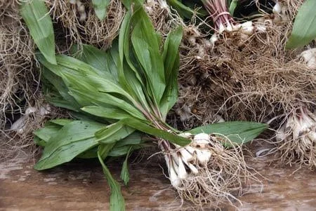 Organic Wild Ramps Bulbs - Allium tricoccum Bare Root Plants for Foraging - Image 4