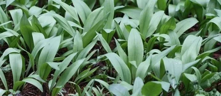 Organic Wild Ramps Bulbs - Allium tricoccum Bare Root Plants for Foraging - Image 6