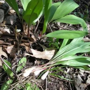 Organic Wild Ramps Bulbs - Allium tricoccum Bare Root Plants for Foraging - Image 9