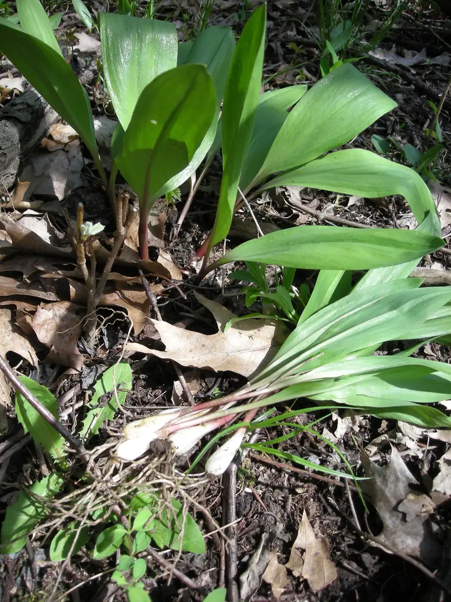 Organic Wild Ramps Bulbs - Allium tricoccum Bare Root Plants for Foraging - Image 1
