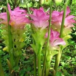 Organic Yellow Turmeric Plant - Curcuma longa Live Herb Starter Bare Root - Image 2