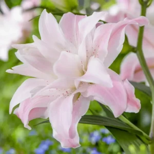 Oriental Lily Flower Bulbs - 3 Mix Double Flowers Pink & White - Perennial Outdoor - Image 10