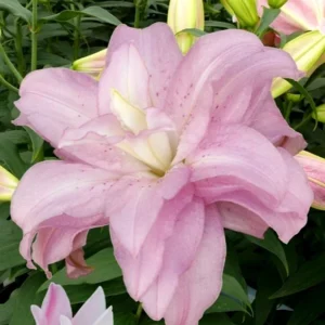 Oriental Lily Flower Bulbs - 3 Mix Double Flowers Pink & White - Perennial Outdoor - Image 6