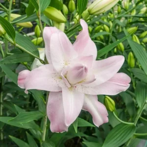 Oriental Lily Flower Bulbs - 3 Mix Double Flowers Pink & White - Perennial Outdoor - Image 9