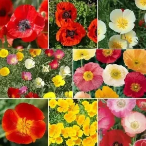 Oriental Poppy Power Mix Seeds - Perennial Papaver - USA Non-GMO - 2000 Seeds - Image 1