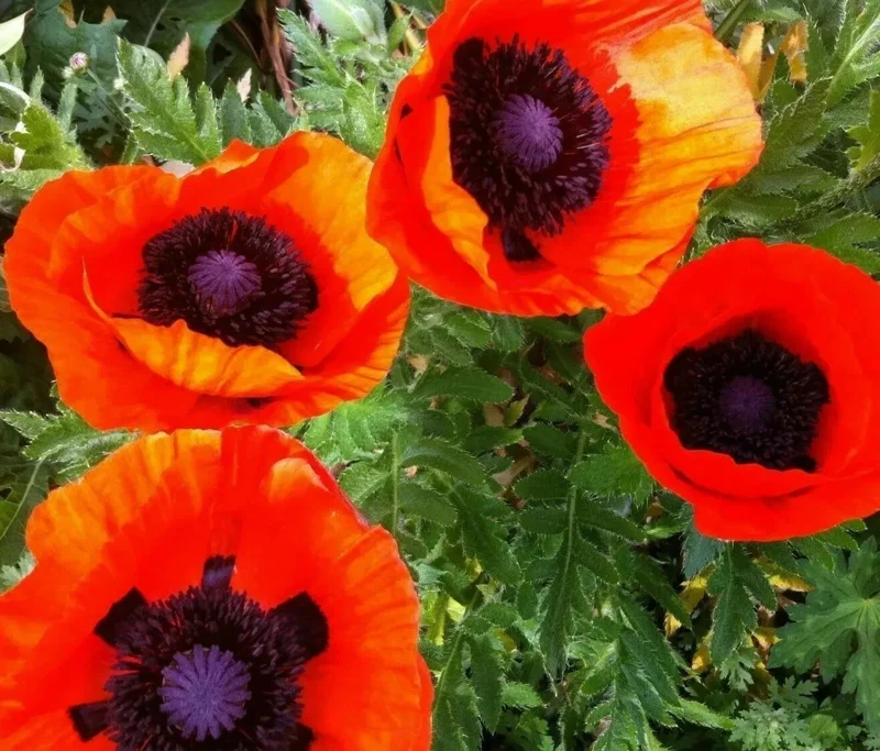 Oriental Poppy Seeds - 200+ Perennial Flower, Reddish Orange - Image 1