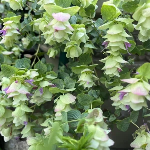 Origanum Kent Beauty Live Plant - Ornamental Oregano - Well-rooted Plug - Image 1