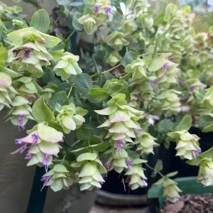 Origanum Kent Beauty Live Plant - Ornamental Oregano - Well-rooted Plug - Image 4