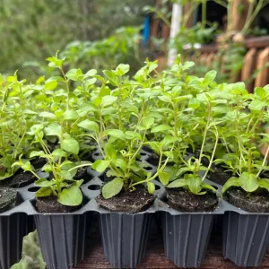 Origanum Kent Beauty Live Plant - Ornamental Oregano - Well-rooted Plug - Image 5