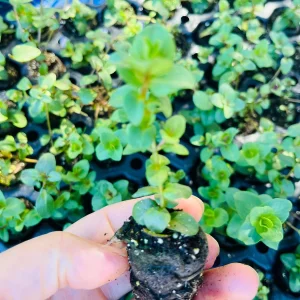 Origanum Kent Beauty Live Plant - Ornamental Oregano - Well-rooted Plug - Image 6
