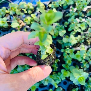 Origanum Kent Beauty Live Plant - Ornamental Oregano - Well-rooted Plug - Image 7