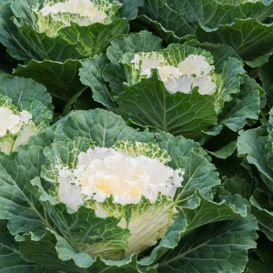 Ornamental Cabbage Live Plant – 4 Inch Pot – Colorful Decorative Cabbage - Image 2