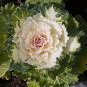 Ornamental Cabbage Live Plant – 4 Inch Pot – Colorful Decorative Cabbage - Image 5