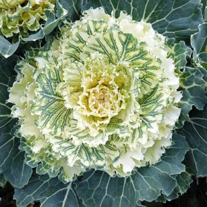 Ornamental Cabbage Live Plant – 4 Inch Pot – Colorful Decorative Cabbage - Image 1