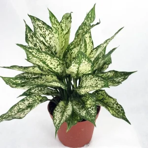 Osaka White Chinese Evergreen Plant - Aglaonema Live Plant - Low Light - 6 inch Pot - Image 2