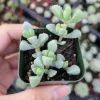 Oscularia deltoides 'Pink Ice Plant' Succulent - Live Plant - Image 1
