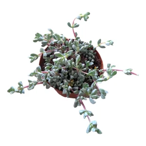 Oscularia deltoides 'Pink Ice Plant' Succulent - Live Plant - Image 5