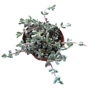 Oscularia deltoides 'Pink Ice Plant' Succulent - Live Plant - Image 6