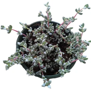 Oscularia deltoides 'Pink Ice Plant' Succulent - Live Plant - Image 8