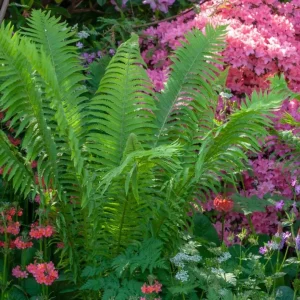 Ostrich Fern Rhizomes - Live Bare Root Plant - 5 Pack - Native Shade Perennial - Image 10