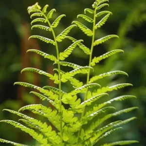 Ostrich Fern Rhizomes - Live Bare Root Plant - 5 Pack - Native Shade Perennial - Image 2