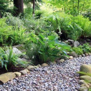 Ostrich Fern Rhizomes - Live Bare Root Plant - 5 Pack - Native Shade Perennial - Image 5