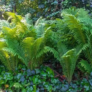 Ostrich Fern Rhizomes - Live Bare Root Plant - 5 Pack - Native Shade Perennial - Image 8