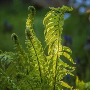 Ostrich Fern Rhizomes - Live Bare Root Plant - 5 Pack - Native Shade Perennial - Image 1